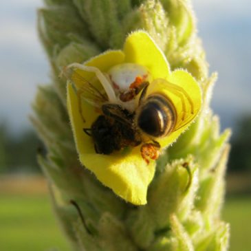 white crab spider feasting on a honey bee inside of Mullein flower