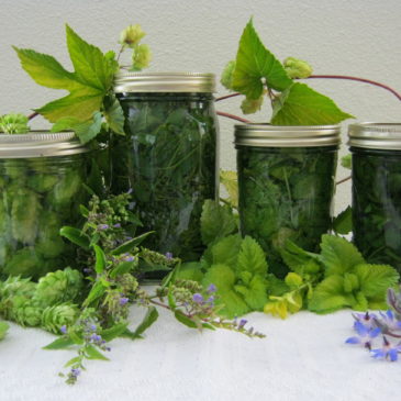 Hops (Taff's variegated hops) , Skullcap (Scutellaria lateriflora), Borage (Borago officinalis), Lemonbalm, (Melissa officinalis 'Gold Melisse')