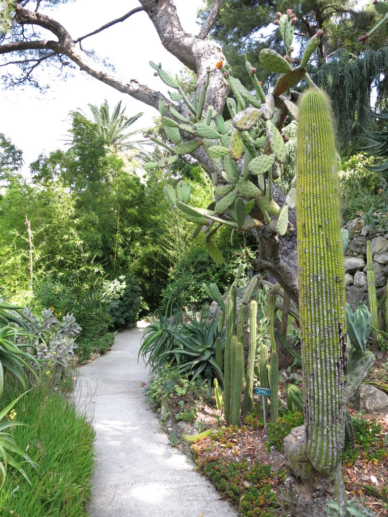 Exotic plants, South France