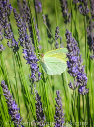 Lavender in Provence with Sulphur Butterfly