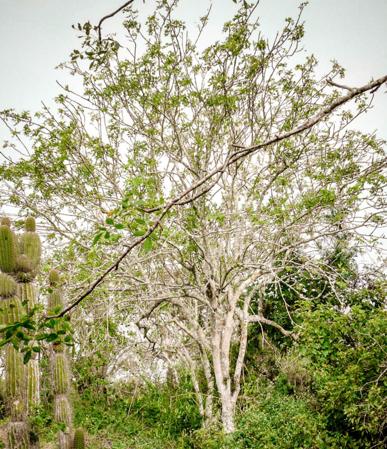 Bursera graveolens | Palo Santo Tree