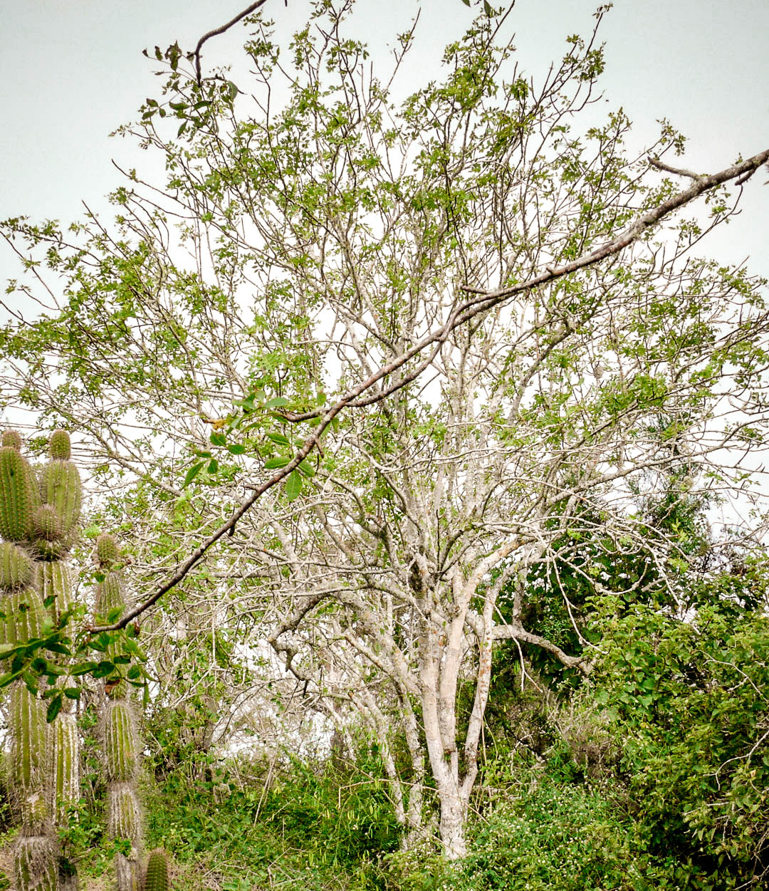 PALO SANTO Bursera graveolens Green Cottage Creek