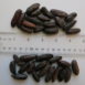 Buy Tonka Beans